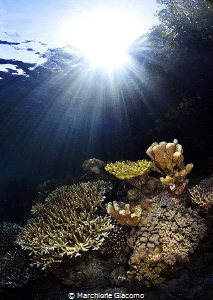 Raja Ampat .Mangrovie reef
Nikon D800E, 16mm Nikon, two ... by Marchione Giacomo 